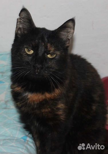 Кошка Пиксель