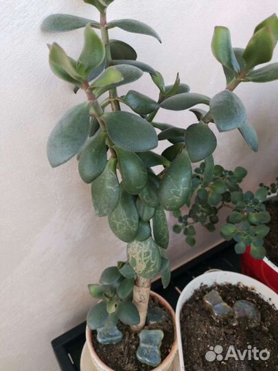 Фикус бенджамина