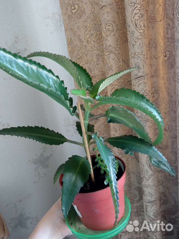 Каланхоэ лечебное дегремона комнатный цветок