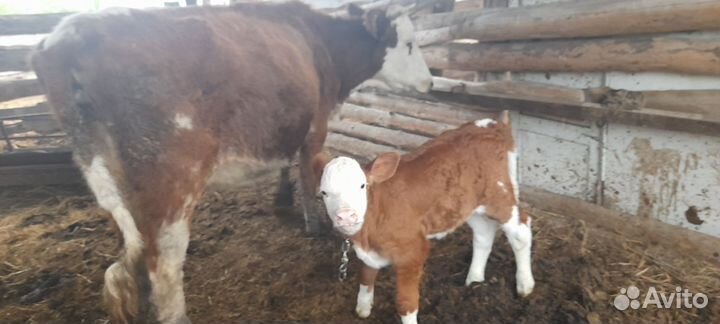 Коровы дойные