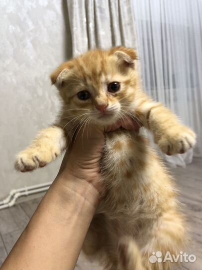 Котенок Симба