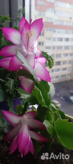 Декабрист шлюмбергера(Дарк Ева)с горшками