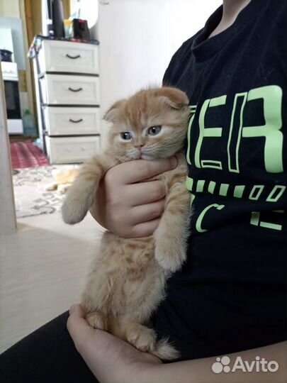 Шотландская