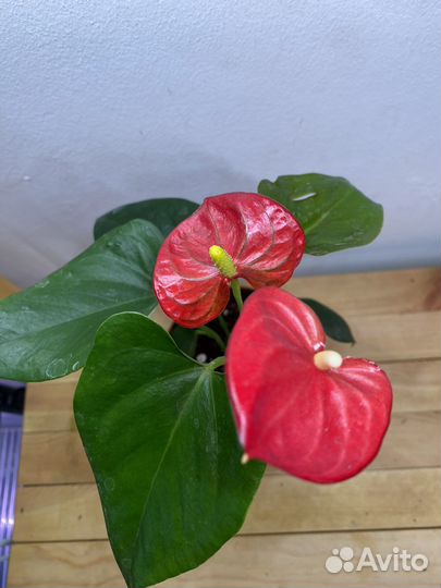 Антуриумы цветущие разные, детки антуриумов
