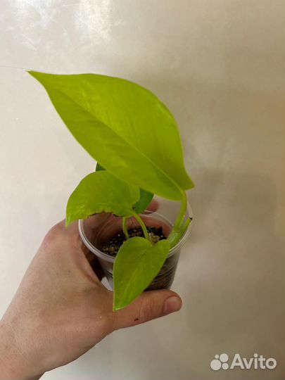 Комнатные растения цветы