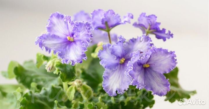 Детки сортовых фиалок