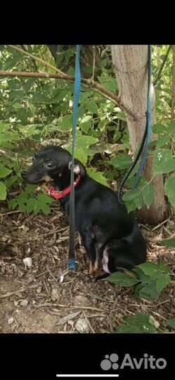 Найдена собака привязанной в лесопосадке