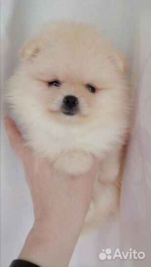 Шпицы малыши