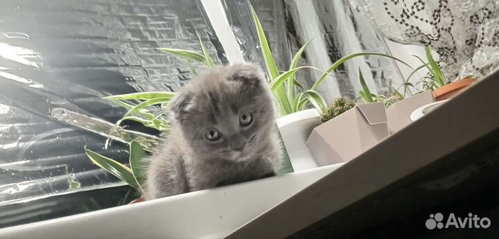 Шотландские вислоухие