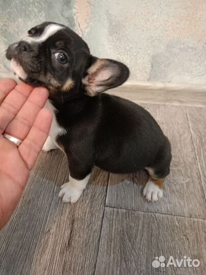 Щенок в добрые руки бесплатно