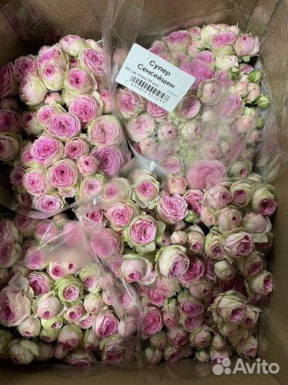 Розы без посредников букеты из роз 15 - 101 роза