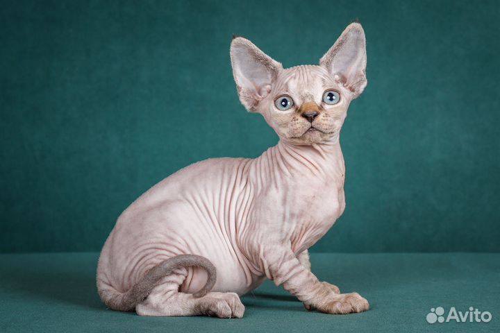 Котенок девон рекс