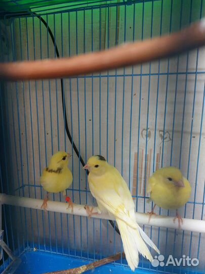 Птицы канарейки