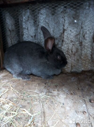 Кролики мясных пород