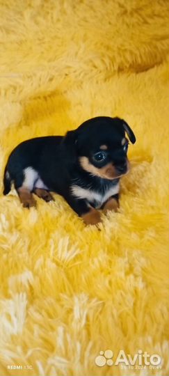 Малыши Чихуа-хуа