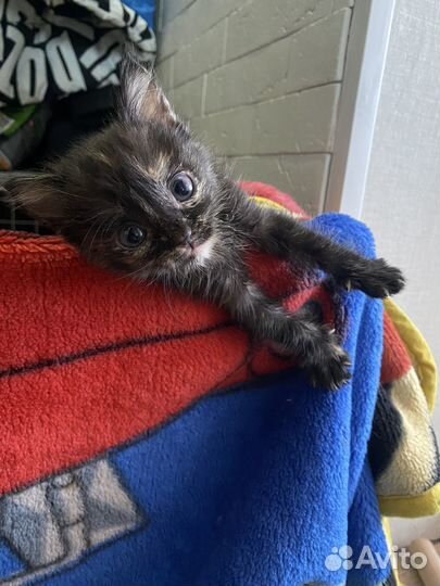 Котенок в добрые руки