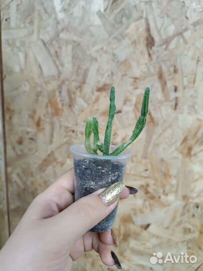 Суккуленты