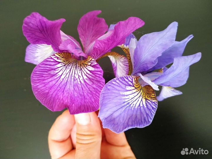 Ирис сибирский, сорта