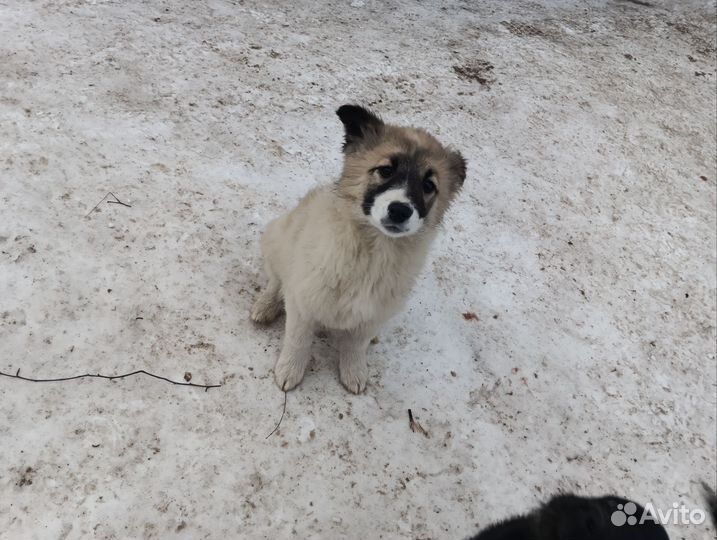 Отдам в добрые руки, щенки