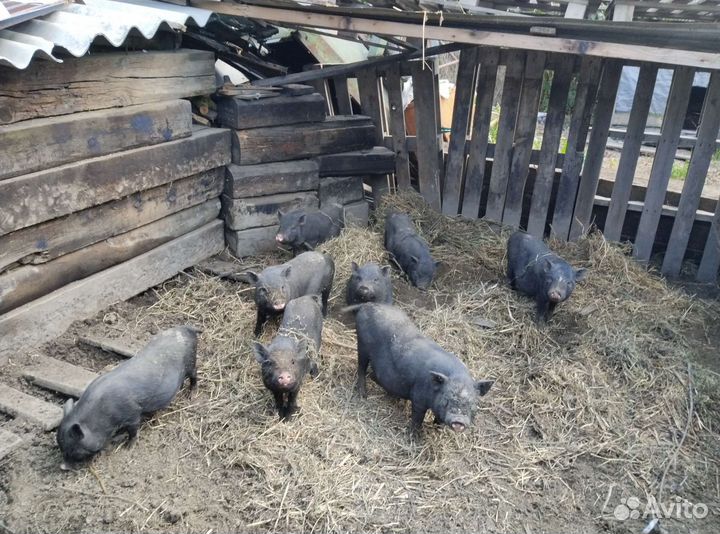 Вьетнамские поросята