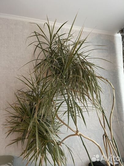 Продам цветы комнатные