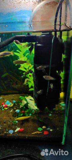 Аквариумные рыбы