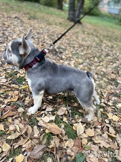 Кобель на вязку (лиловый тан)