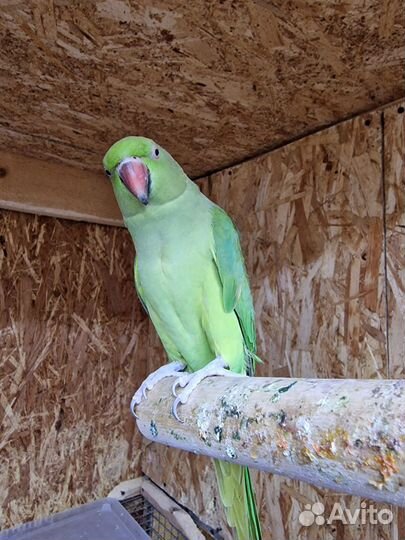 Ожереловый попугай