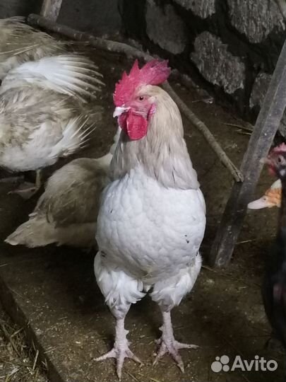 Молодые петухи