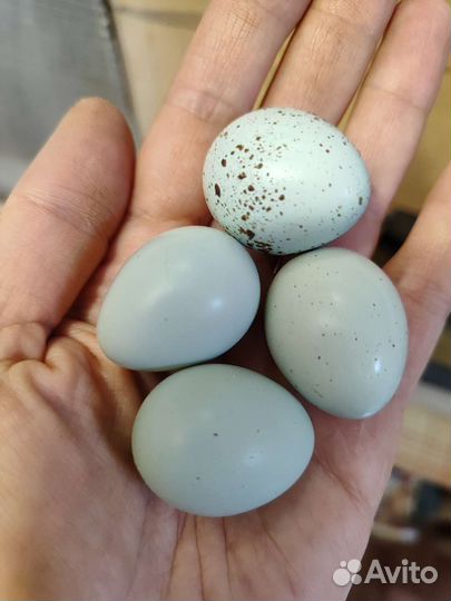 Инкубационное яйцо Селадонов