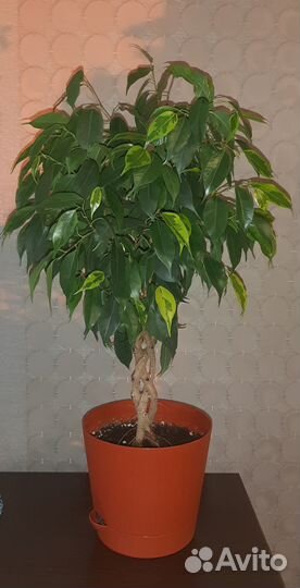 Фикус бенджамина