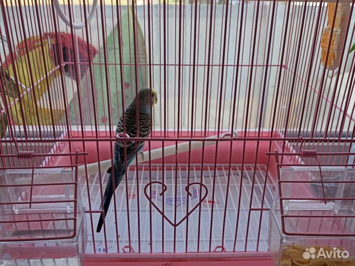 Продам волнистого попугая с клеткой