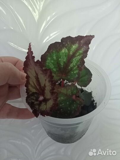 Комнатные растения сортовые