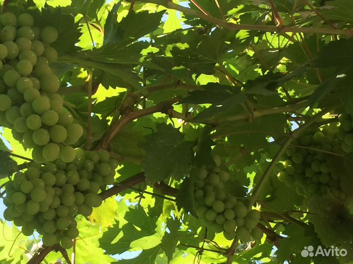 Виноград