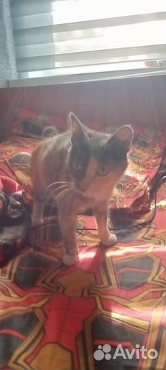 В д в добрые руки в подарок три пачки корма