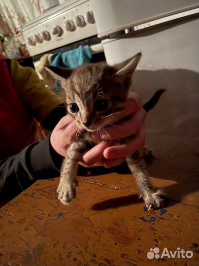 Котята