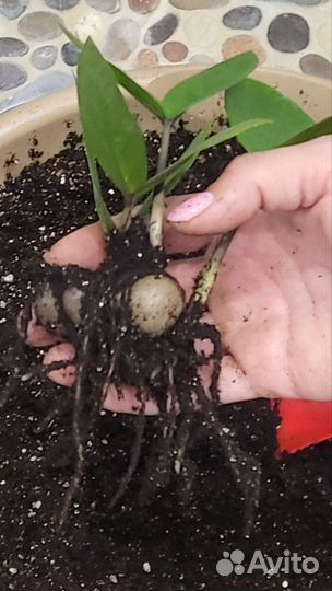 Замиокулькас