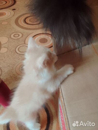 Кошки в добрые руки бесплатно