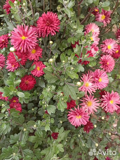 Хризантема срезка