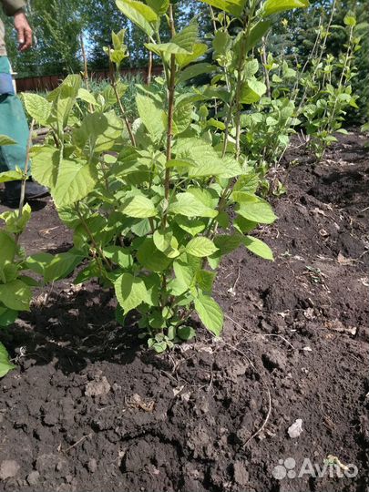 Продаются кустарники гортензии Инкредибол, много