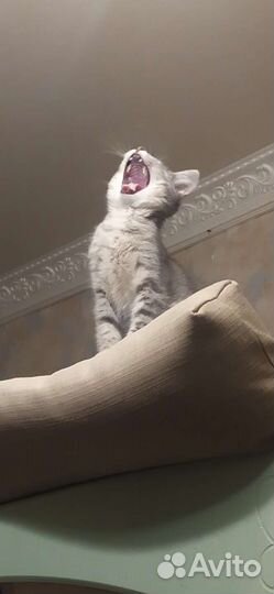 Отдам кота в добрые руки