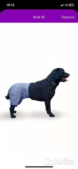 Бриджи (штаны) для собак