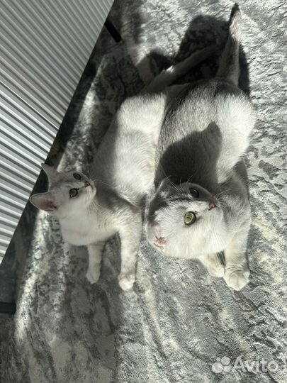 Котенок мальчик