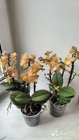 Орхидеи фаленопсис ароматные парфюмерные фабрики