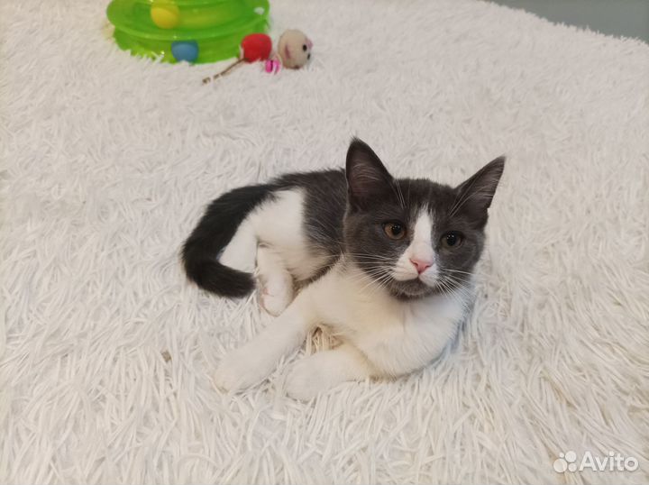 Котёнок Шелли ищет Дом