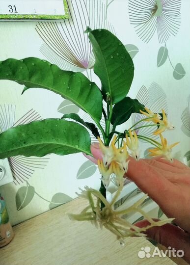 Хойя мультифлора цветущая