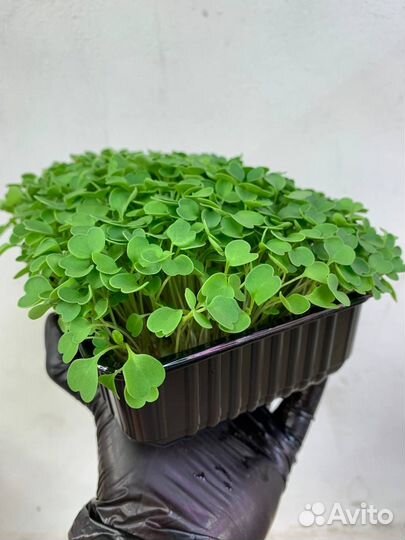 Семечки горчицы, лука, гороха в розницу и оптом