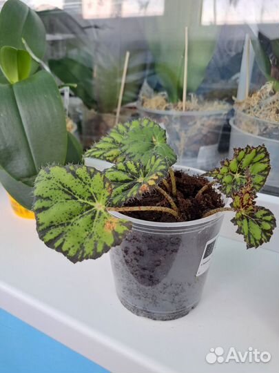 Маленька тигровая бегония