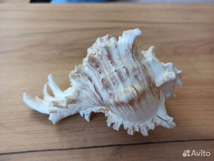 Морская раковина