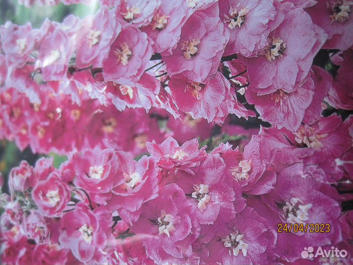 Продам рассаду цветы